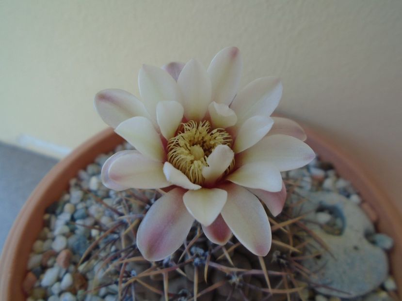 Gymnocalycium ochoterenae v. cinereum - Cactusi 2019 Gymnocalycium