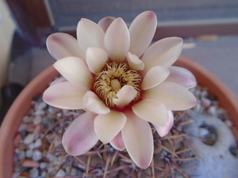 Gymnocalycium ochoterenae v. cinereum - Cactusi 2019 Gymnocalycium