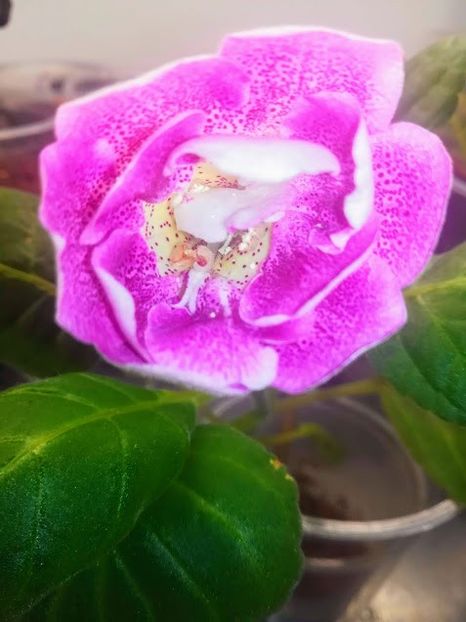 19-35 - gloxinii si minisiningii 2019