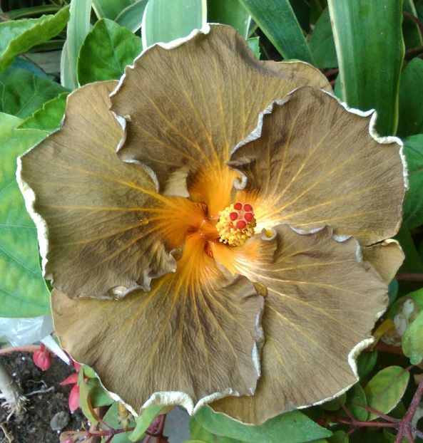  - Hibiscus Black Jack