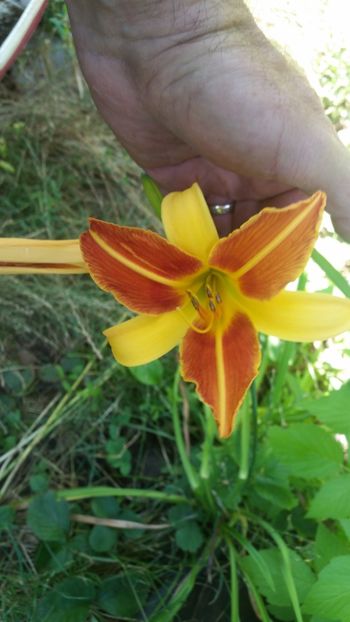 Branbury Contrast - hemerocallis 2019