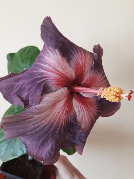 - HIBISCUS RK SILVER RAYS
