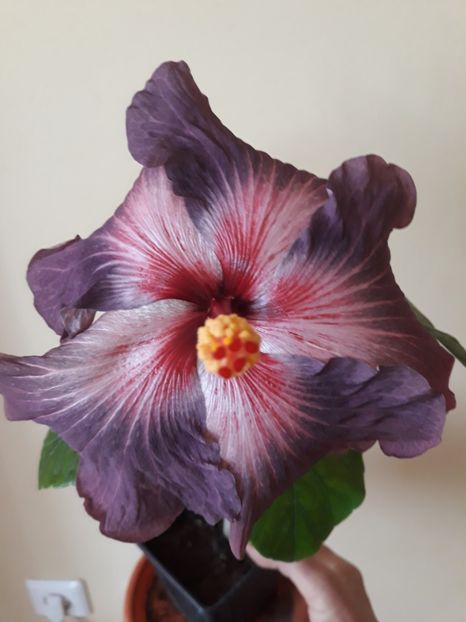  - HIBISCUS RK SILVER RAYS