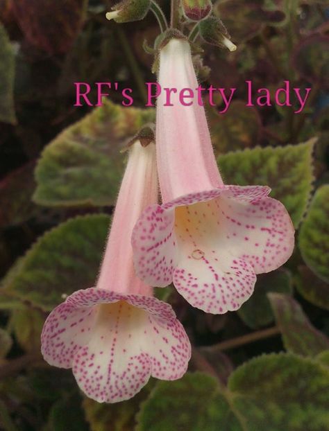 RF´s Pretty lady (POZA NET) - 01 - Smithiantha 2019