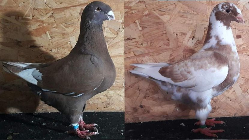 Tatal 2018 & fiul 2019 - 1--- AGH Contact 0766614616