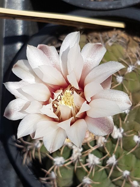 Si gymno quehlianum - Gymnocalycium