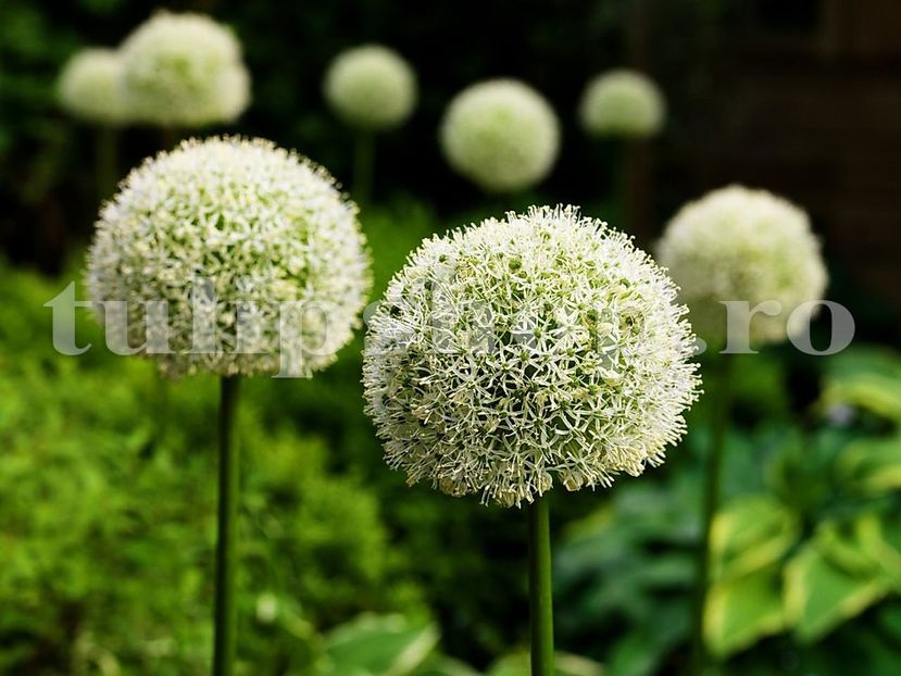 Bulbi Allium Mount Everest (Ceapa decorativa) - Bulbi Flori Toamna 2019