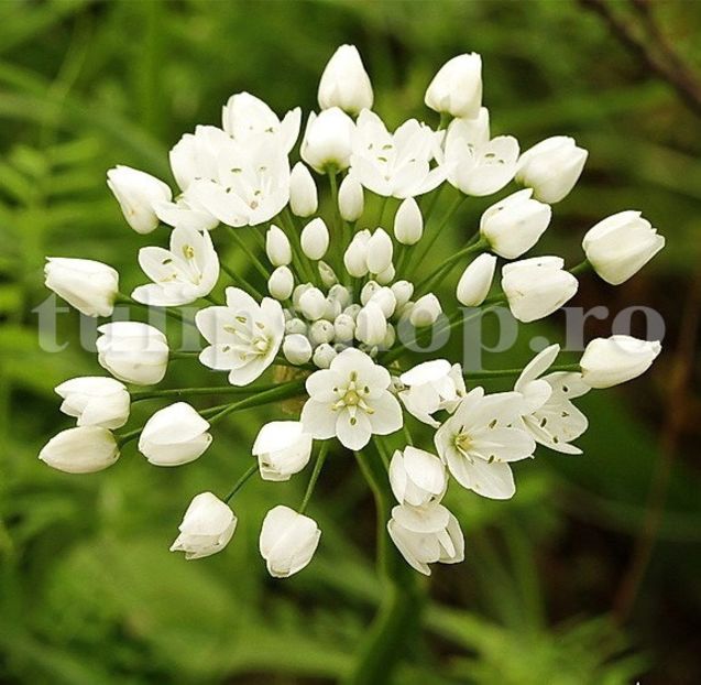 Bulbi Allium Neapolitanum (Ceapa decorativa) - Bulbi Flori Toamna 2019