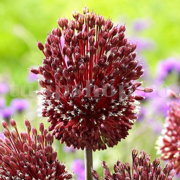 Bulbi Allium Red Mohican (Ceapa decorativa) - Bulbi Flori Toamna 2019