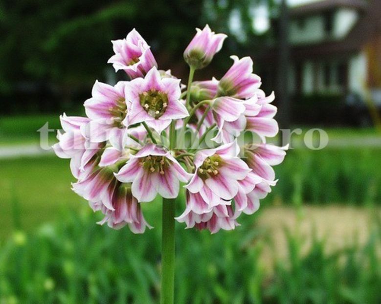 Bulbi Allium Siculum (Ceapa decorativa) - Bulbi Flori Toamna 2019