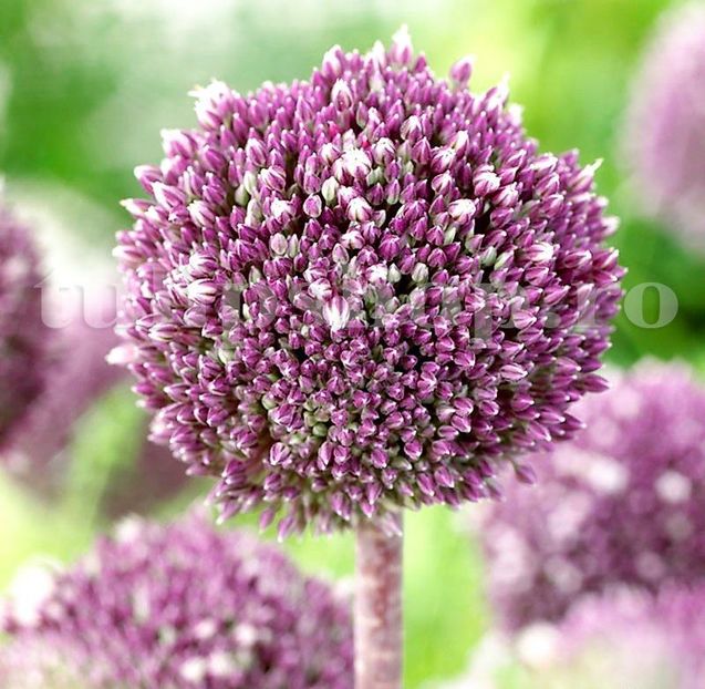 Bulbi Allium Summer Drummer (Ceapa decorativa) - Bulbi Flori Toamna 2019