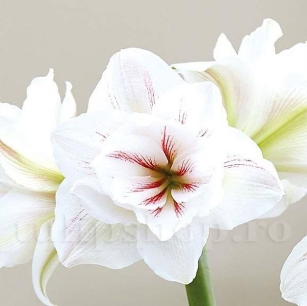 Bulbi Amaryllis Aquaro (Hipperastrum) - Bulbi Flori Toamna 2019