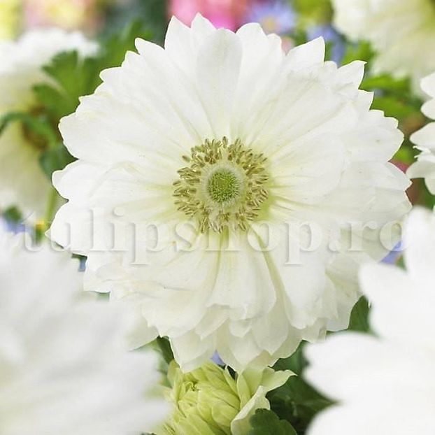 Bulbi Anemone Mount Everest - Bulbi Flori Toamna 2019