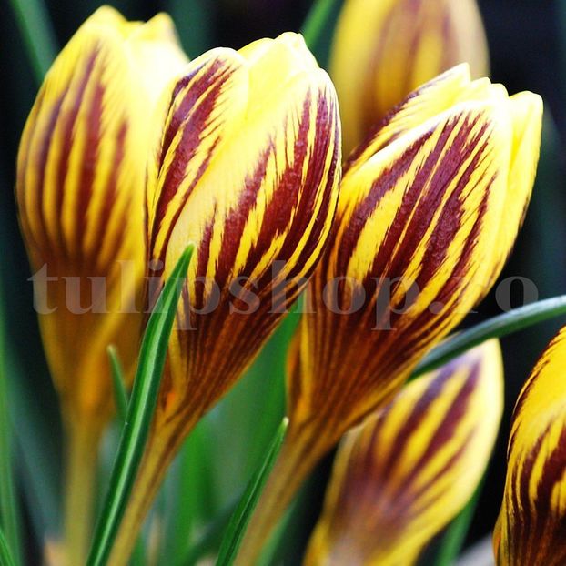 Bulbi Branduse Saturnus (Crocus) - Bulbi Flori Toamna 2019