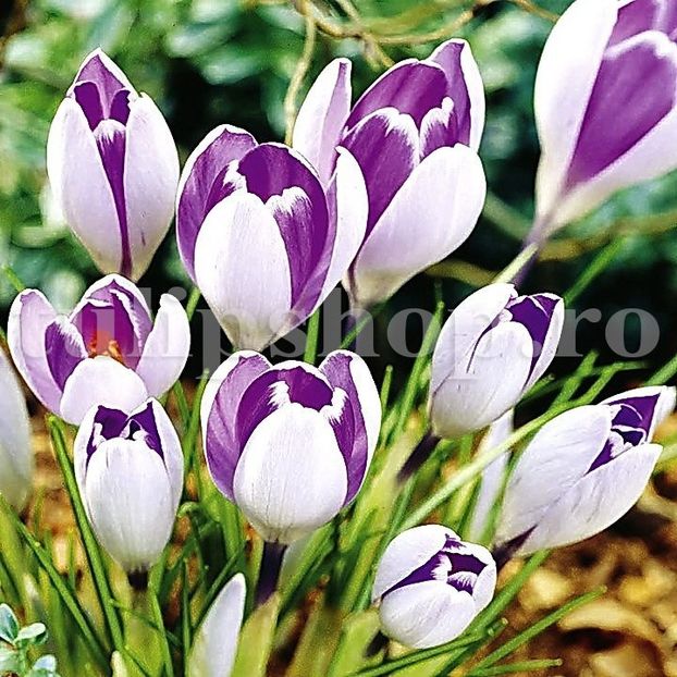 Bulbi Branduse Vanguard (Crocus) - Bulbi Flori Toamna 2019