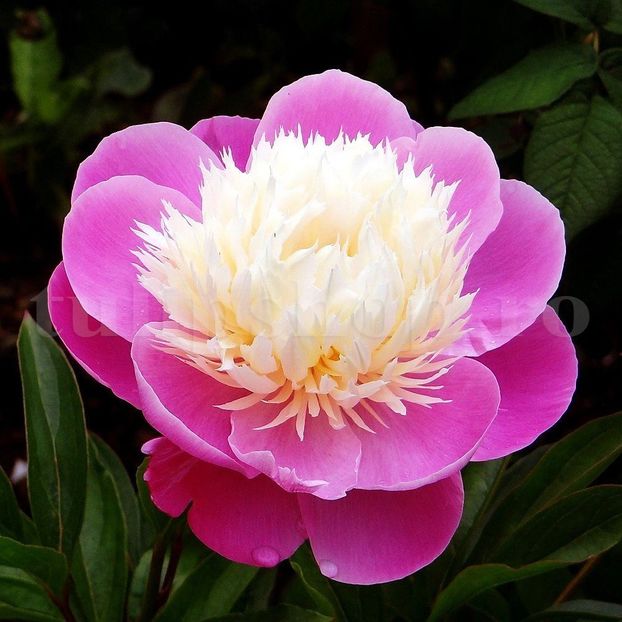 Bulbi Bujori Bowl of Beauty (Paeonia) - Bulbi Flori Toamna 2019