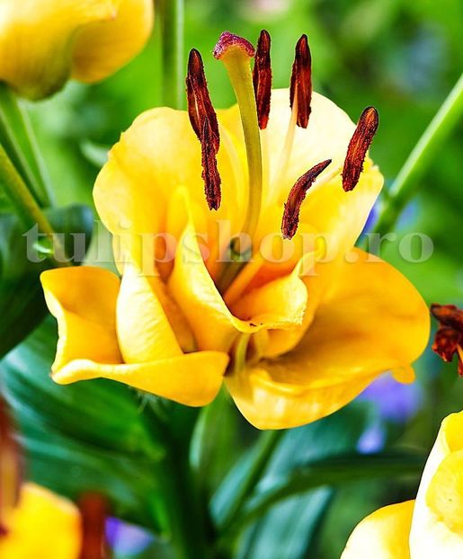 Bulbi Crin Apricot Fudge (Lilium) - Bulbi Flori Toamna 2019