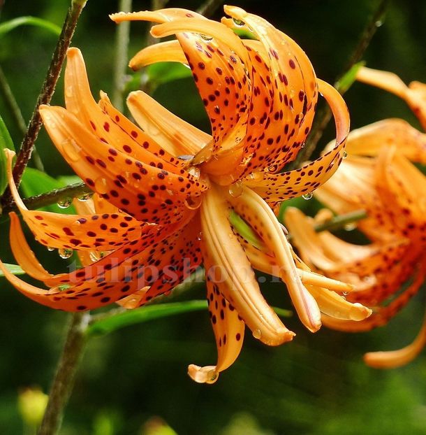 Bulbi Crin Flore Pleno (Lilium) - Bulbi Flori Toamna 2019