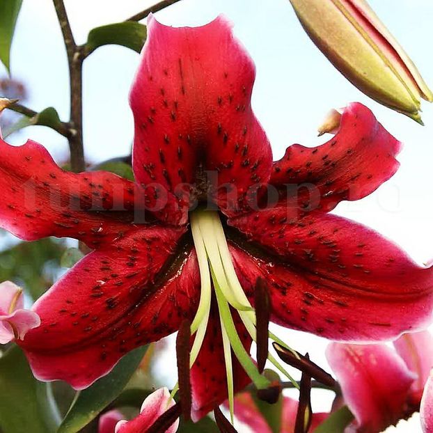 Bulbi Crin Miss Feya (Lilium) - Bulbi Flori Toamna 2019