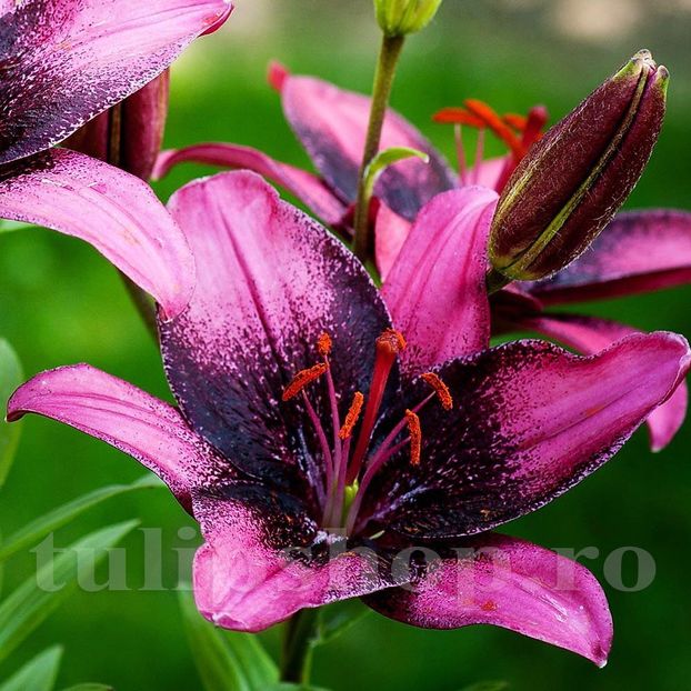 Bulbi Crin Purple Eye (Lilium) - Bulbi Flori Toamna 2019