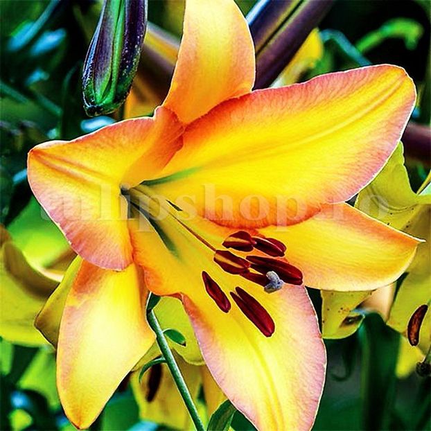 Bulbi Crin Rising Moon (Lilium) - Bulbi Flori Toamna 2019