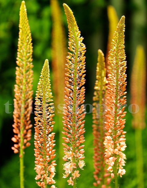 Bulbi Eremurus Cleopatra - Bulbi Flori Toamna 2019