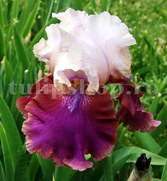 Bulbi Iris Burgermeister (Stanjenel) - Bulbi Flori Toamna 2019