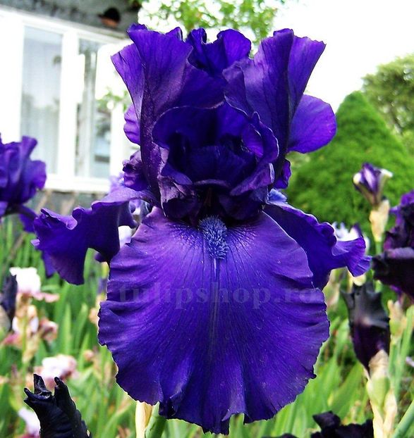 Bulbi Iris Dusky Challenger (Stanjenel) - Bulbi Flori Toamna 2019