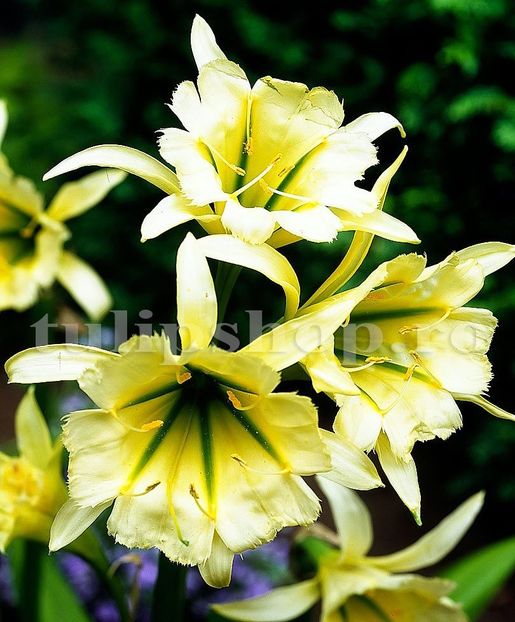 Bulbi Ismena Sulphur Queen (Amaryllidacee) - Bulbi Flori Toamna 2019