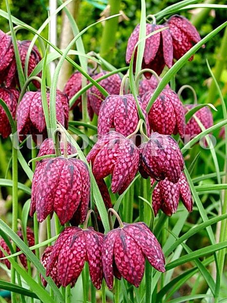 Bulbi Lalea Imperiala Meleagris (Fritillaria) - Bulbi Flori Toamna 2019