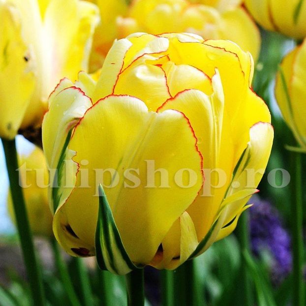 Bulbi Lalele Akebono (Tulip) - Bulbi Flori Toamna 2019