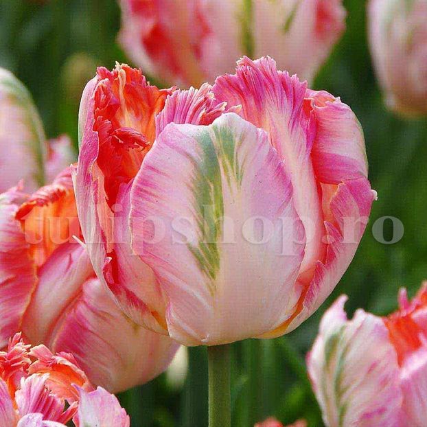 Bulbi Lalele Apricot Parrot (Tulip) - Bulbi Flori Toamna 2019