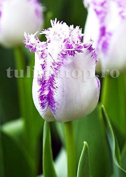 Bulbi Lalele Aria Card (Tulip) - Bulbi Flori Toamna 2019