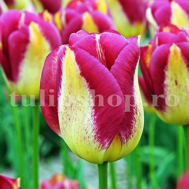 Bulbi Lalele Boston (Tulip) - Bulbi Flori Toamna 2019