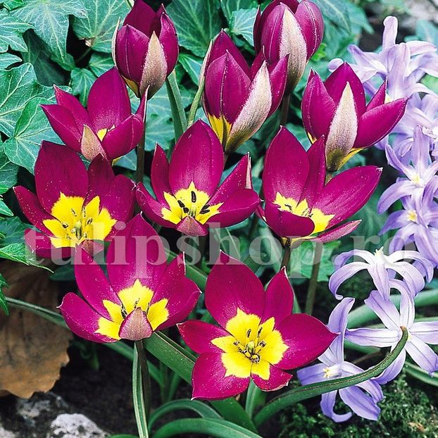 Bulbi Lalele Eastern Star (Tulip) - Bulbi Flori Toamna 2019