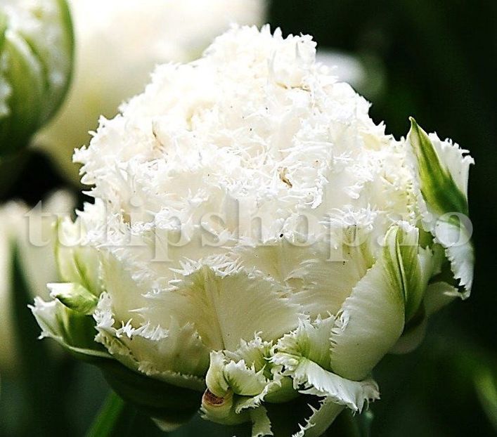 Bulbi Lalele Snow Crystal (Tulip) - Bulbi Flori Toamna 2019