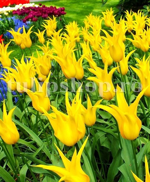 Bulbi Lalele West Point (Tulip) - Bulbi Flori Toamna 2019