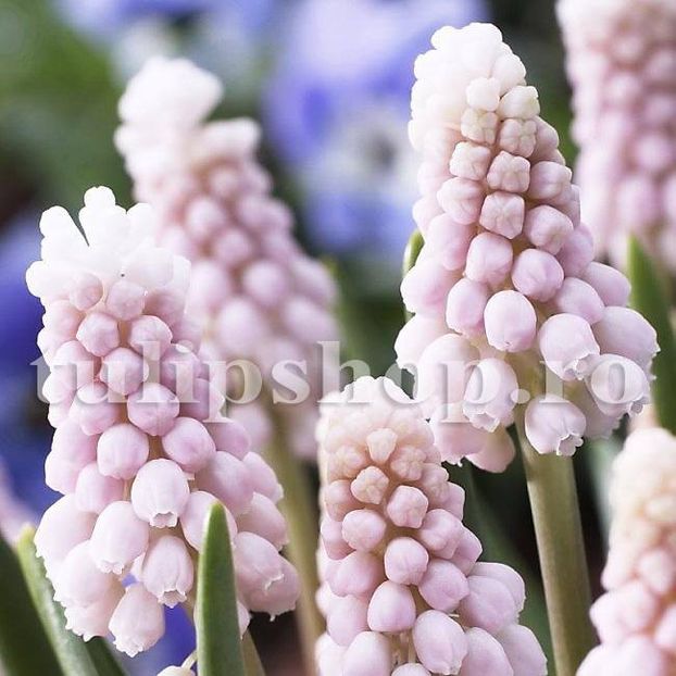 Bulbi Muscari Pink Sunrise - Bulbi Flori Toamna 2019