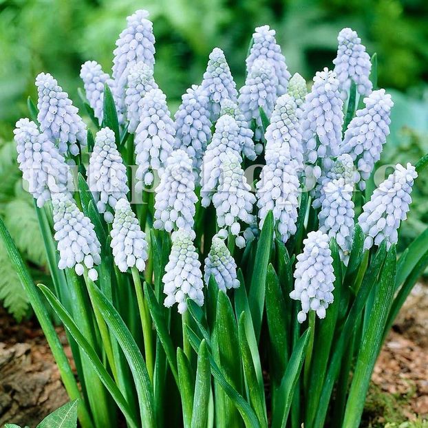 Bulbi Muscari Valerie Finish - Bulbi Flori Toamna 2019