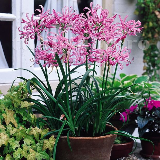 Bulbi Nerine Bowdenii (Amaryllidacee) - Bulbi Flori Toamna 2019