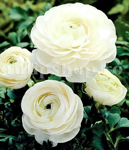 Bulbi Ranunculus Alb (Piciorul Cocosului) - Bulbi Flori Toamna 2019