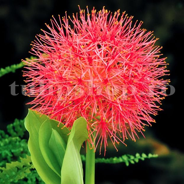 Bulbi Scadoxus Multiflorum (Amaryllidacee) - Bulbi Flori Toamna 2019