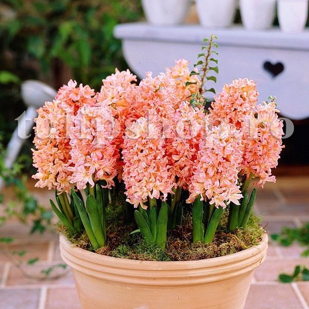 Bulbi Zambile Gipsy Queen (Hyacinthus) - Bulbi Flori Toamna 2019