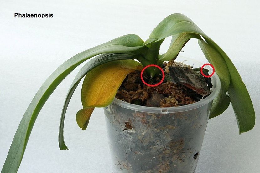 01.08.19 - 2 Transplant phalaenopsis