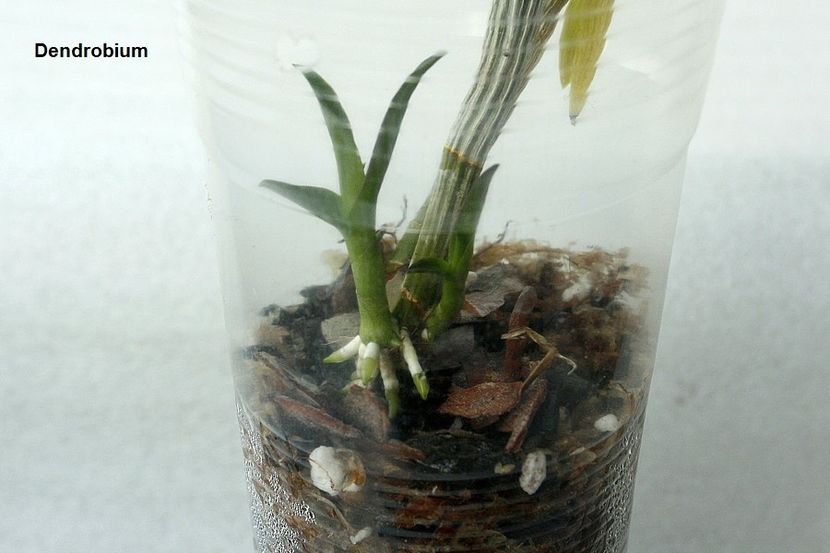 01.08.19 - 1 Transplant dendrobium