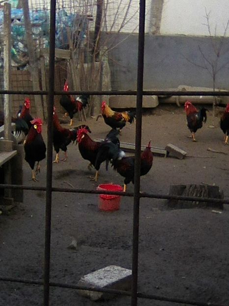 Photo0185 - GRADINA 2