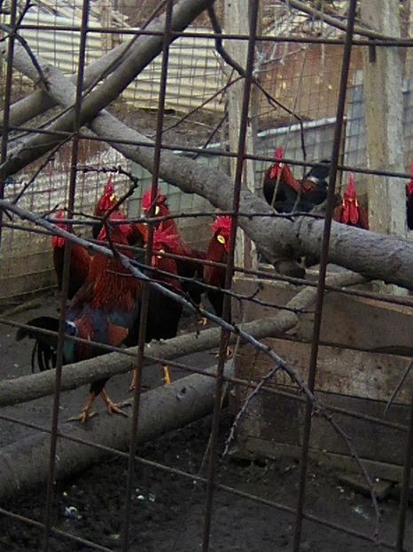 Photo0187 - GRADINA 2