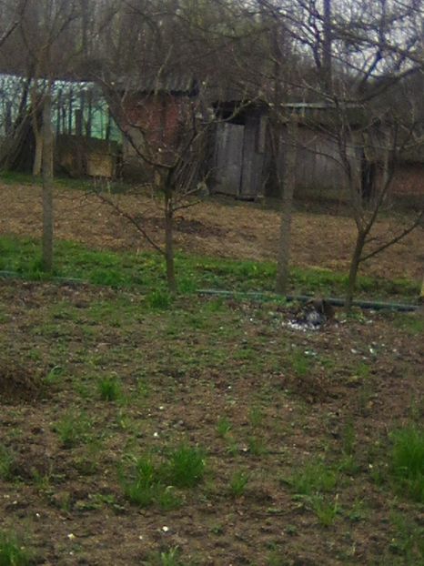 Photo0230 - GRADINA 2