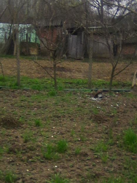 Photo0231 - GRADINA 2