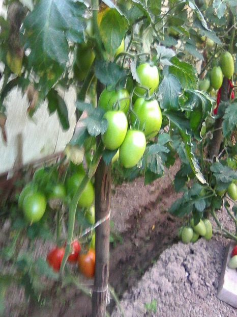 Photo0371 - GRADINA 2